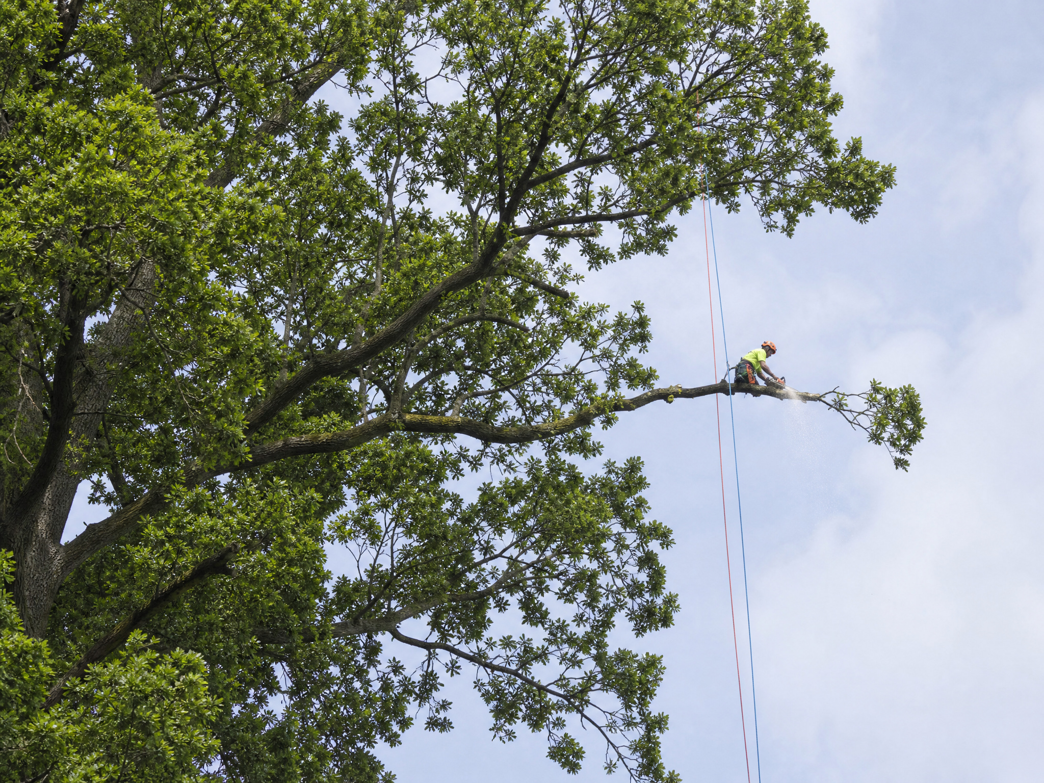 Pruning & Maintenance